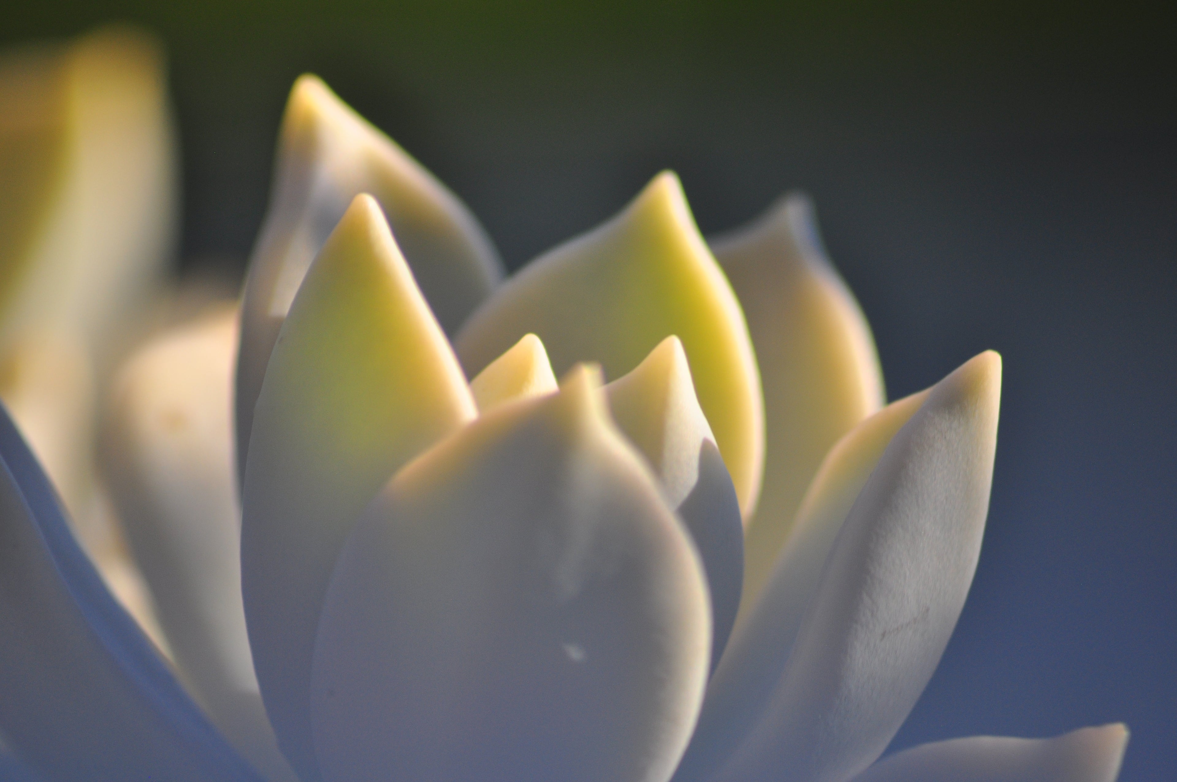 Customized Clarity Facial